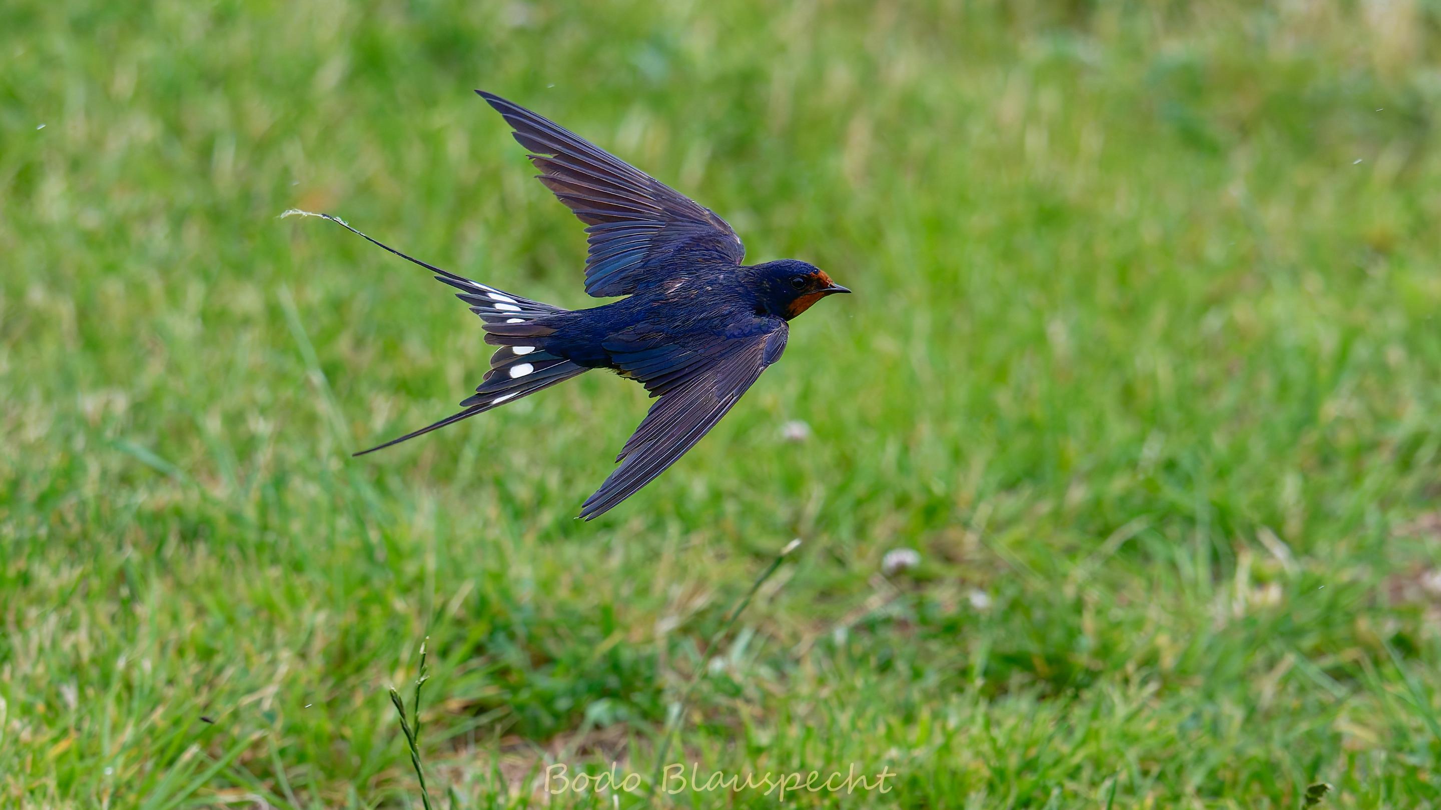 06.23 14.48 02   Natur   Maasholm HQ